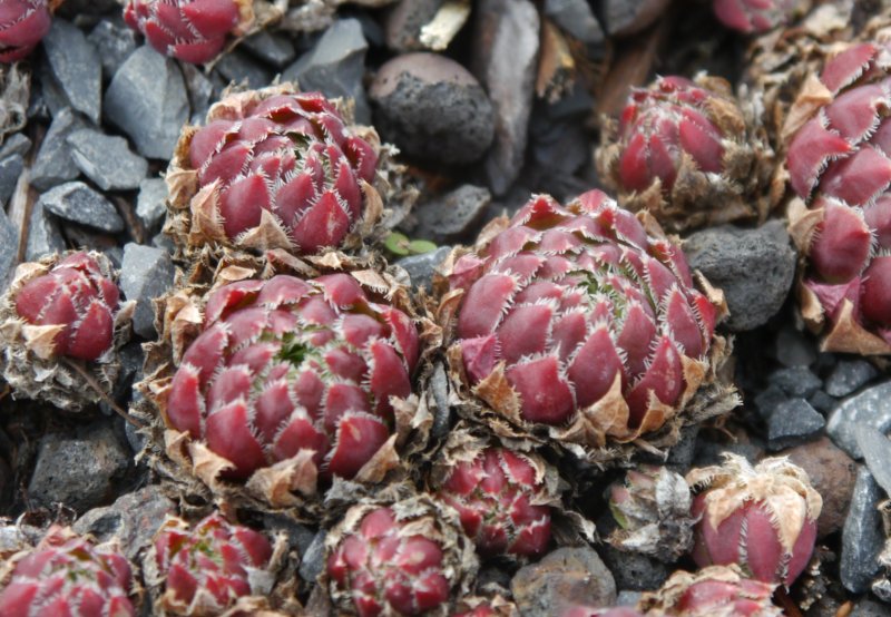 globiferum ssp. hirtum (glabrescens) from Hundsheimer Berge