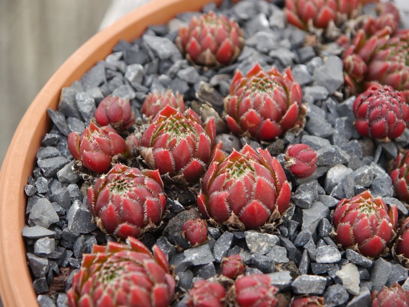 globiferum ssp. hirtum (glabrescens) from Hundsheimer Berge