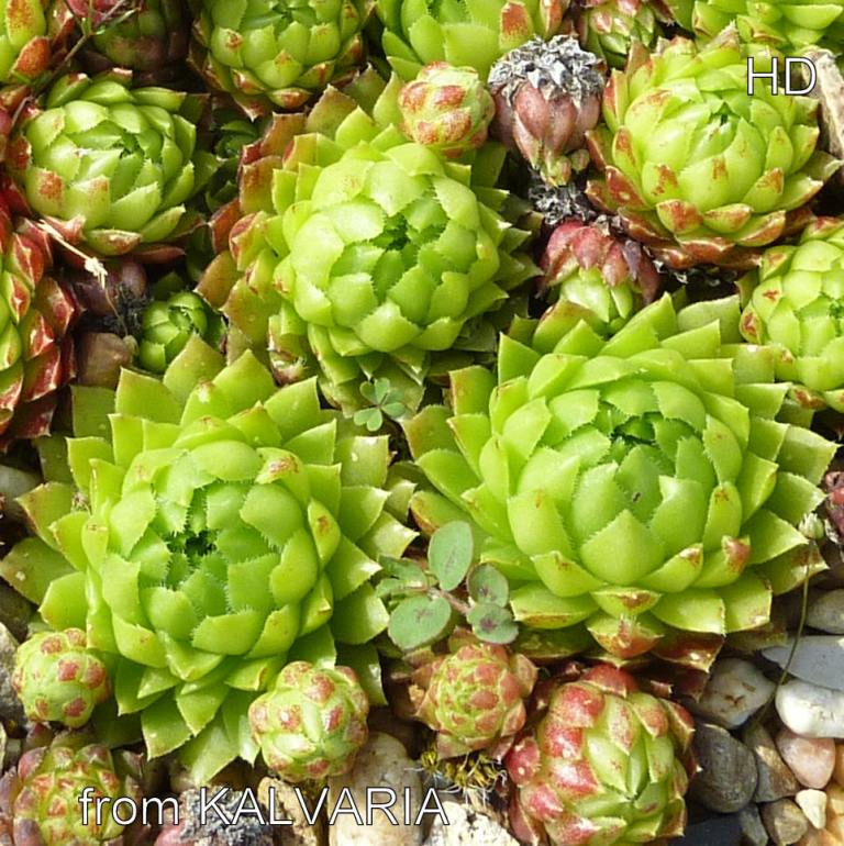 globiferum ssp. hirtum (glabrescens) from Kalvaria