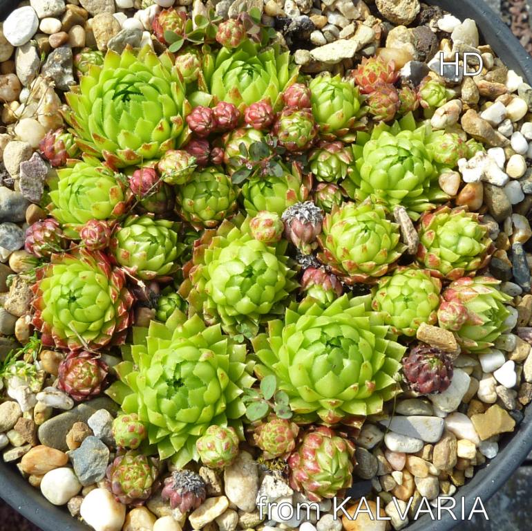 globiferum ssp. hirtum (glabrescens) from Kalvaria