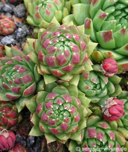 globiferum ssp. hirtum (glabrescens) from "Smeryouka"