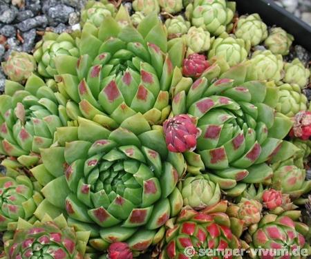 globiferum ssp. hirtum (glabrescens) from "Smeryouka"