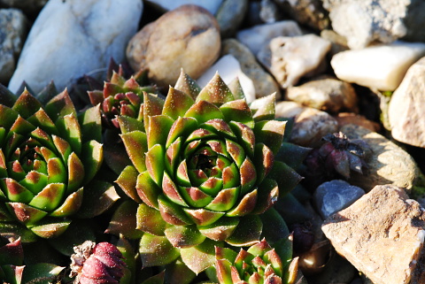 globiferum ssp. hirtum (glabrescens) from Stará Kremnička