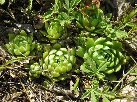 globiferum ssp. hirtum (glabrescens) from Stará Kremnička