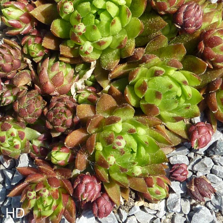 globiferum ssp. hirtum (glabrescens) from Szabóova Skala