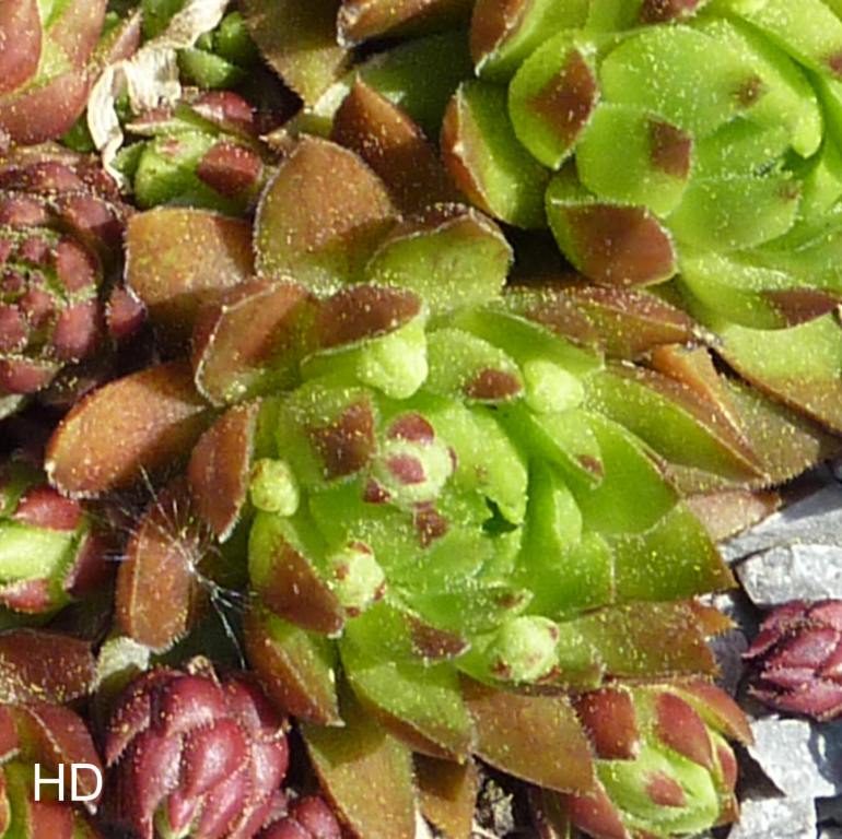 globiferum ssp. hirtum (glabrescens) from Szabóova Skala