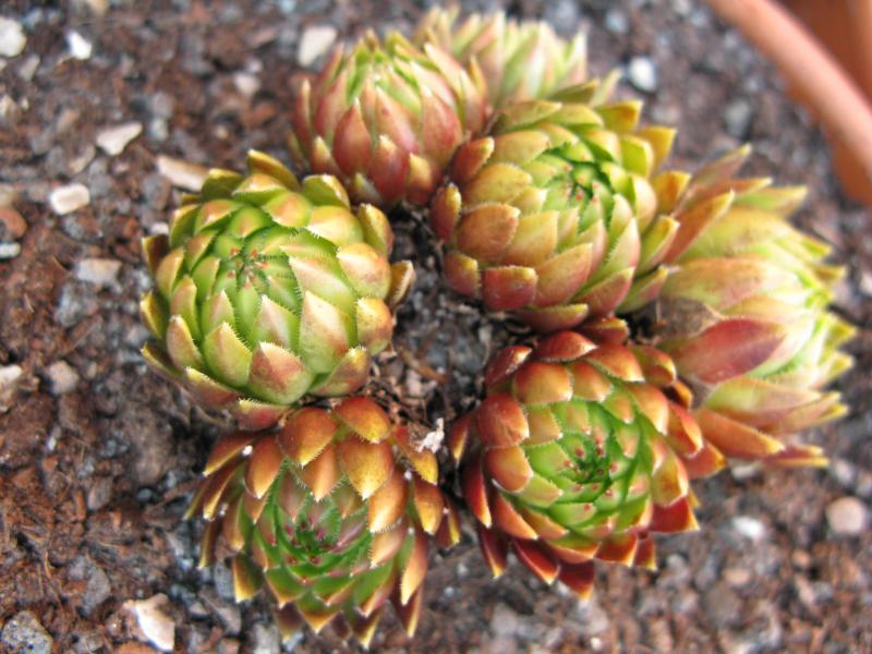 globiferum ssp. hirtum (glabrescens) from Trudovac