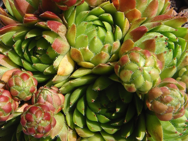 globiferum ssp. hirtum (glabrescens) from Trudovac