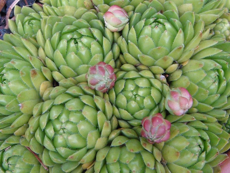 globiferum ssp. hirtum (glabrescens) from Trudovac