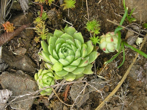 globiferum ssp. hirtum (glabrescens) from Žiar nad Hronom