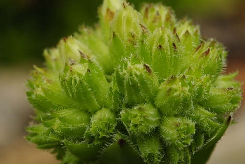 globiferum ssp. hirtum (glabrescens) from Žiar nad Hronom
