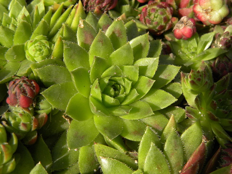 globiferum ssp. hirtum (glabrescens) from Žiar nad Hronom