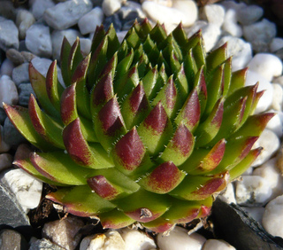 globiferum ssp. hirtum (glabrescens) from Ziar