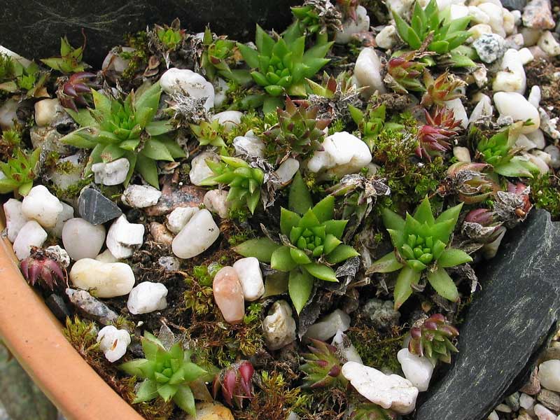 globiferum ssp. hirtum (glabrescens) from Ziar