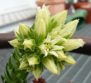 globiferum ssp. hirtum (glabrescens) from Ziar