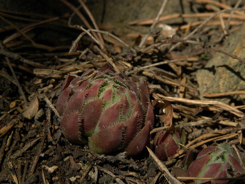 globiferum ssp. hirtum (hillebrandtii) from Gulsen