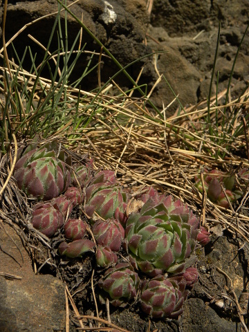 globiferum ssp. hirtum (hillebrandtii) from Gulsen