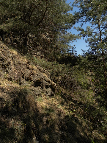 globiferum ssp. hirtum (hillebrandtii) from Gulsen