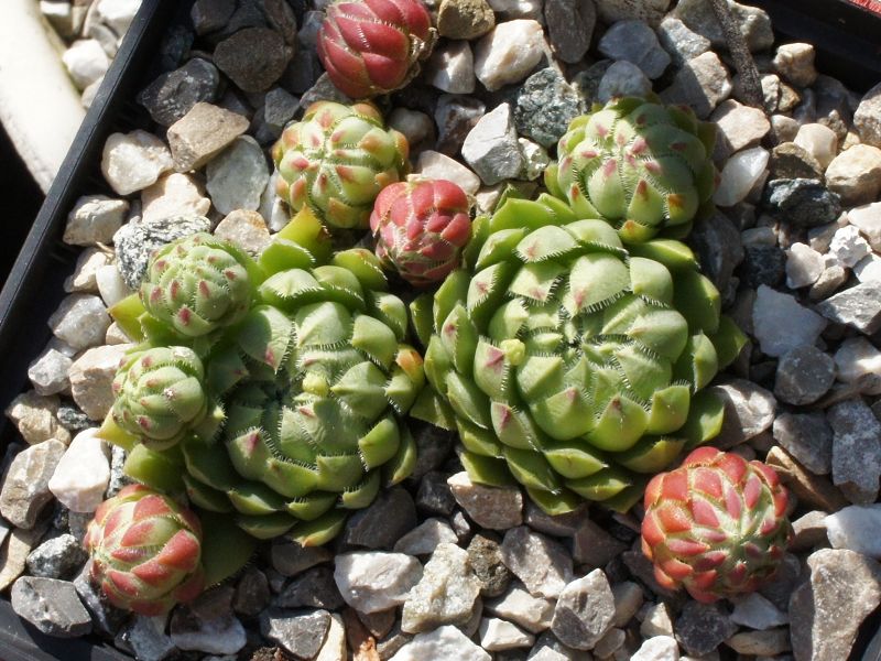 globiferum ssp. hirtum (hillebrandtii) from Gulsenberg