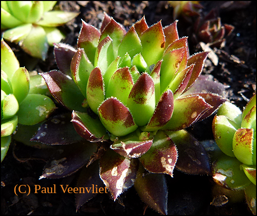 globiferum ssp. hirtum (hillebrandtii) from Gulsenberg
