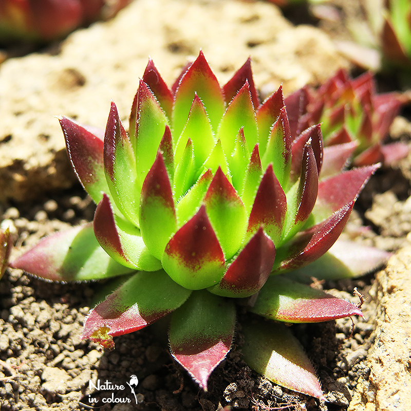 globiferum ssp. hirtum (hillebrandtii) from Gulsenberg