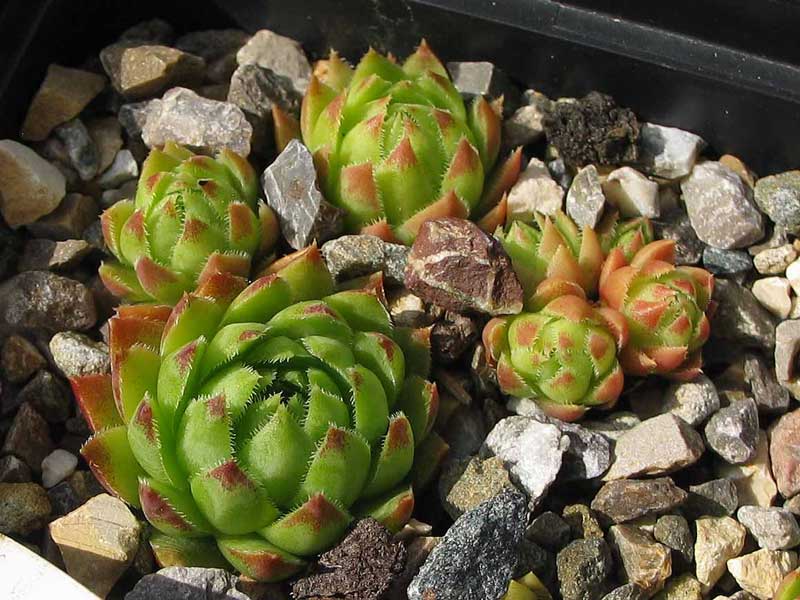 globiferum ssp. hirtum (hillebrandtii) from Gulsenberg