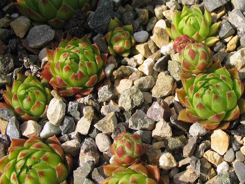globiferum ssp. hirtum (hillebrandtii) from Gulsenberg