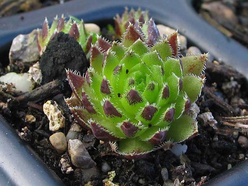 globiferum ssp. hirtum (hillebrandtii) from Gulsenberg