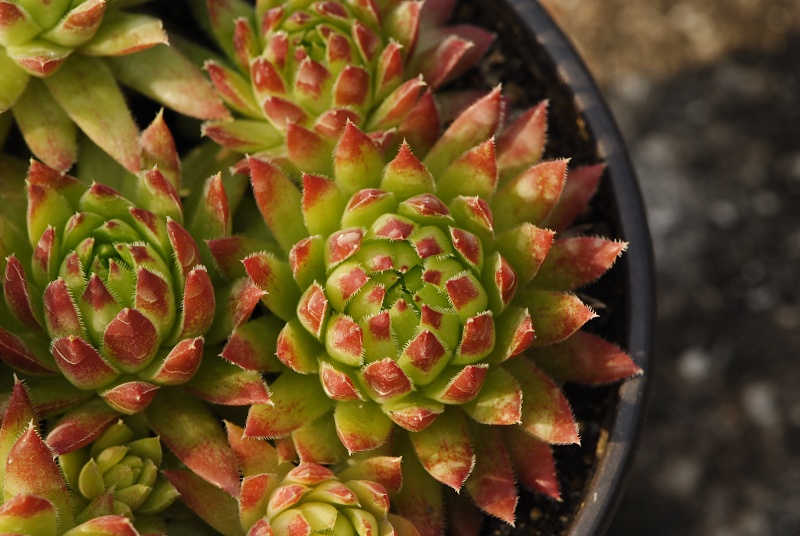 globiferum ssp. hirtum (hirtum) from Beran a Rorejsi