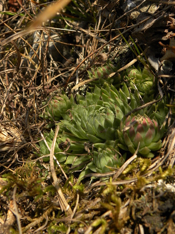 globiferum ssp. hirtum (hirtum) from Beran a Rorejsi