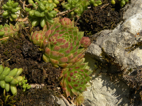 globiferum ssp. hirtum (hirtum) from Beran a Rorejsi