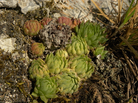 globiferum ssp. hirtum (hirtum) from Beran a Rorejsi