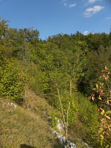 globiferum ssp. hirtum (hirtum) from Beran a Rorejsi