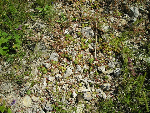 globiferum ssp. hirtum (hirtum) from Bicaz Chei (westl.)