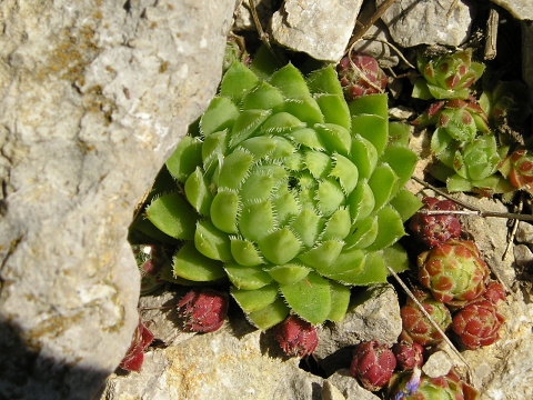 globiferum ssp. hirtum (hirtum) from Bicaz Chei (westl.)