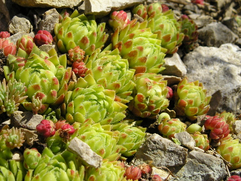 globiferum ssp. hirtum (hirtum) from Bicaz Chei (westl.)