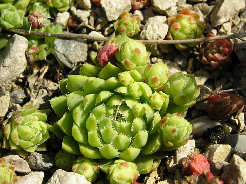 globiferum ssp. hirtum (hirtum) from Bicaz Chei (westl.)