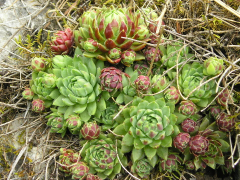 globiferum ssp. hirtum (hirtum) from Bicaz Chei (westl.)