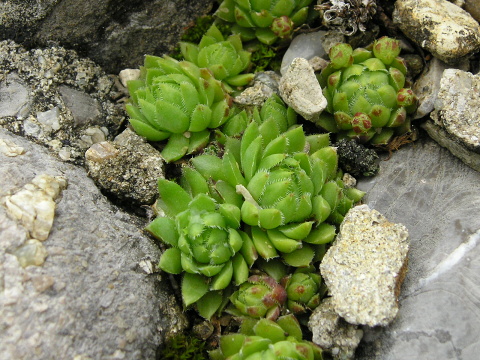 globiferum ssp. hirtum (hirtum) from Ceahlau