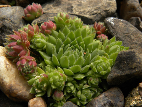 globiferum ssp. hirtum (hirtum) from Ceahlau