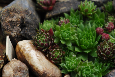 globiferum ssp. hirtum (hirtum) from Ceahlau