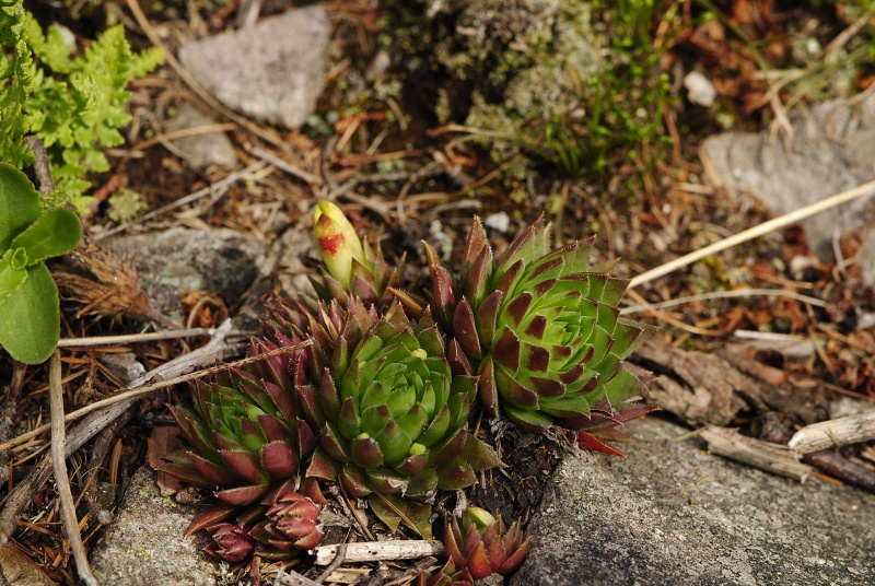globiferum ssp. hirtum (hirtum) from Jaseňová skala