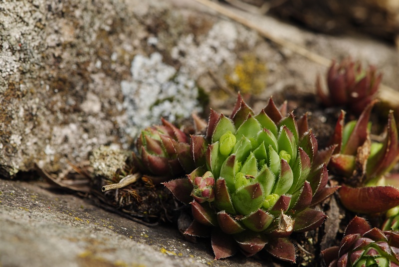 globiferum ssp. hirtum (hirtum) from Jaseňová skala
