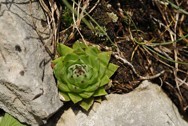 globiferum ssp. hirtum (hirtum) from Kyseľ, Abhang