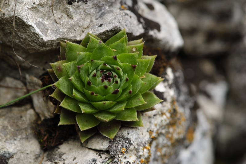 globiferum ssp. hirtum (hirtum) from Kyseľ, Abhang