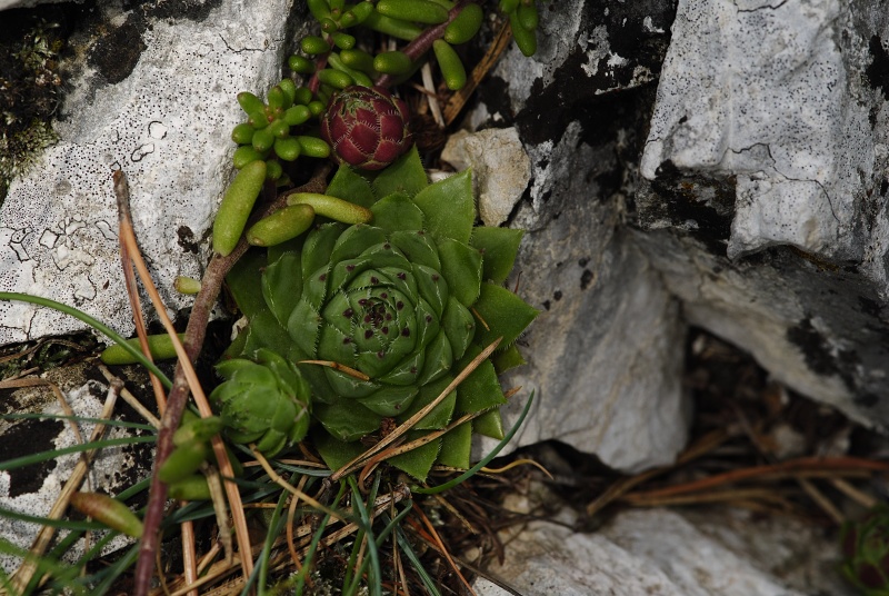 globiferum ssp. hirtum (hirtum) from Kyseľ, Abhang