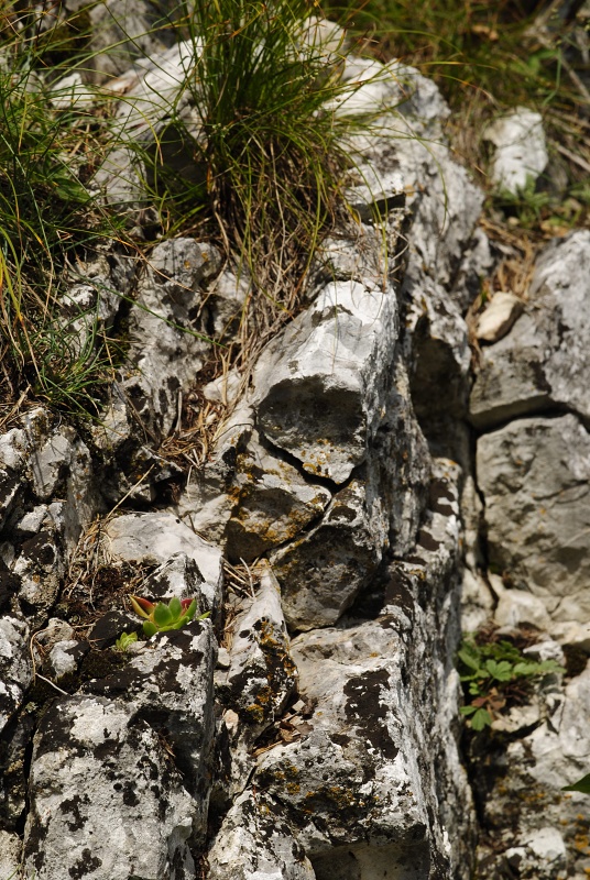 globiferum ssp. hirtum (hirtum) from Kyseľ, Abhang