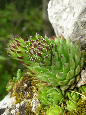 globiferum ssp. hirtum (hirtum) from Muránsky hrad