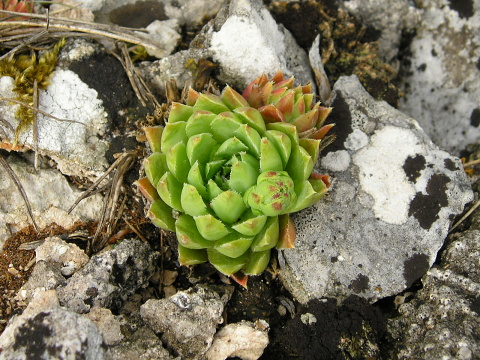 globiferum ssp. hirtum (hirtum) from Muránsky hrad