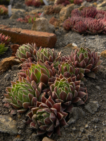 globiferum ssp. hirtum (hirtum) from Poludnica